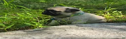Pug dogs for sale: Jack - Ad 11