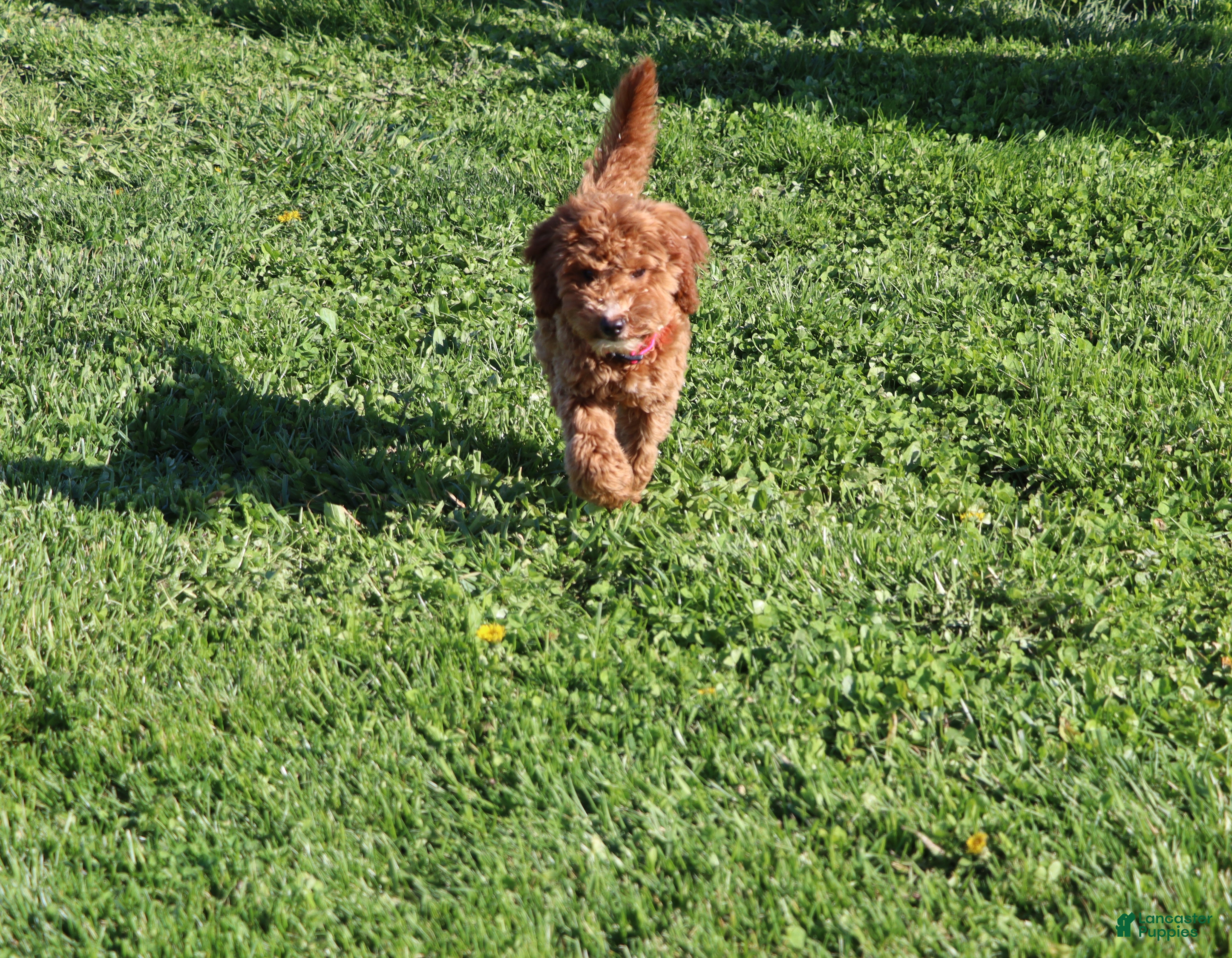 Mini Goldendoodle dogs Willow 🌷 GeneticCP-BasicTraining - Ad 2