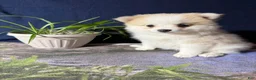 Pomeranian dogs for sale: Rachelle - Ad 19