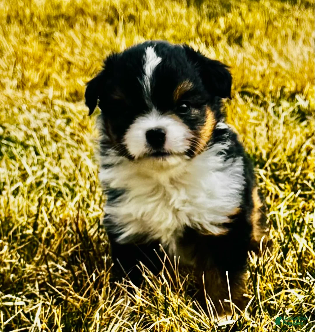 Miniature Australian Shepherd dogs for sale: Zuki - Ad 2