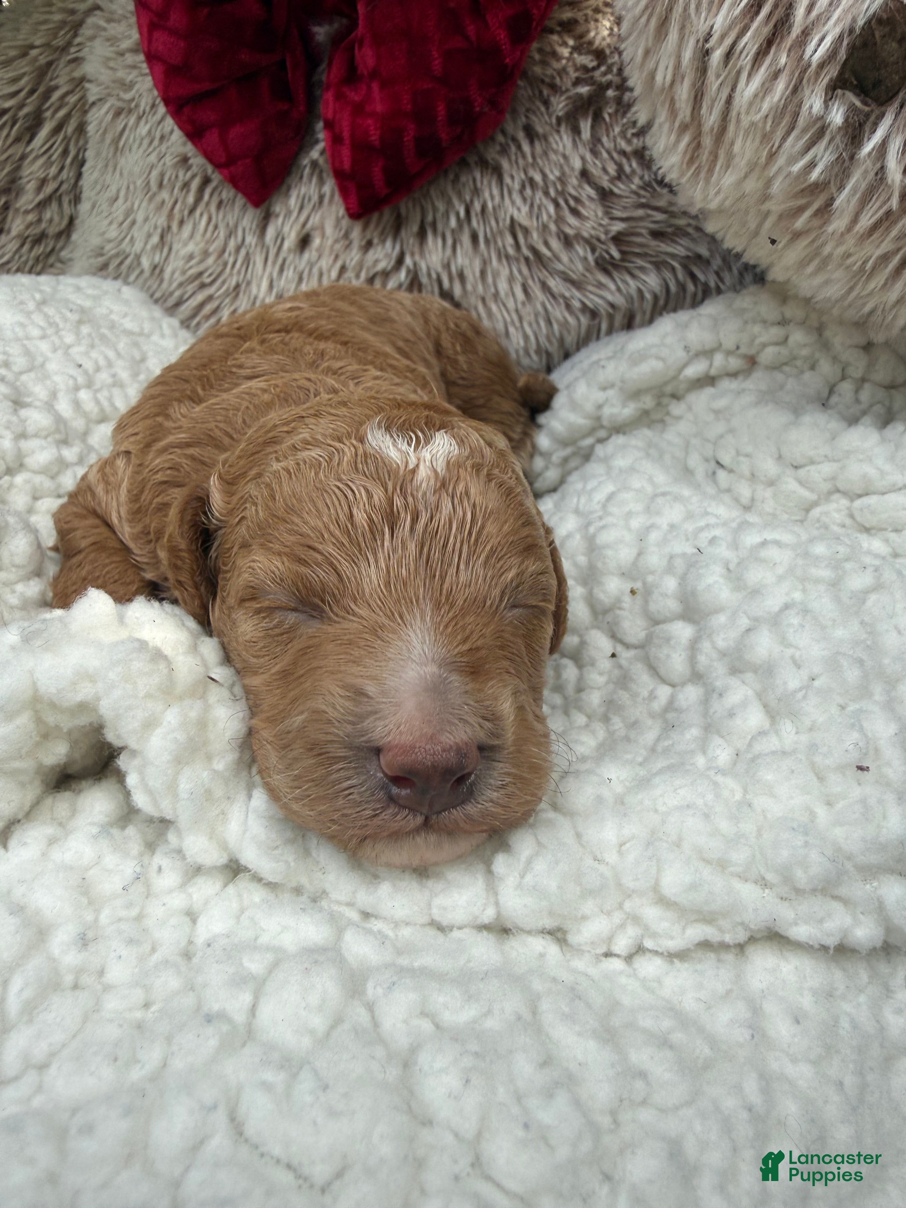 Bichpoo dogs Sunny - Ad 2