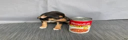 Chihuahua dogs for sale: Waylon - Ad 7