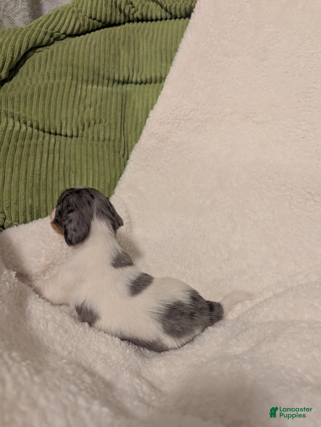 Dachshund dogs for sale: Sophie - Ad 6