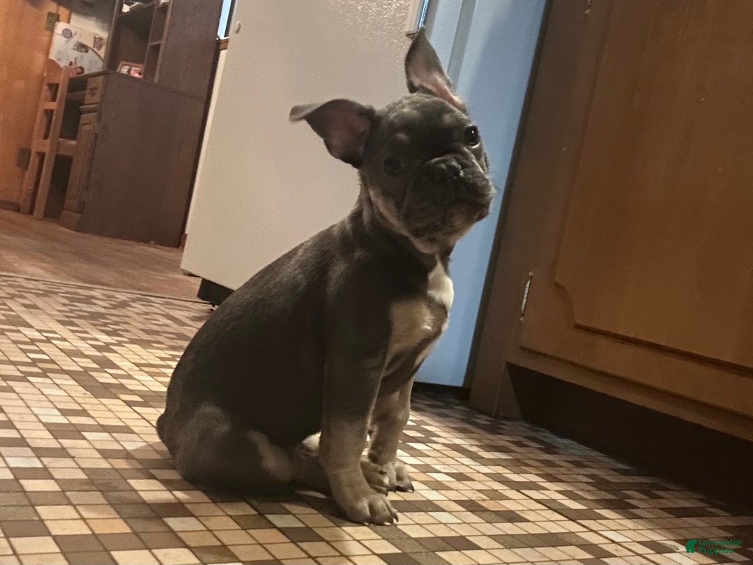 French Bulldog dogs for sale: Boss - Ad 3