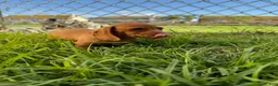 Miniature Dachshund dogs for sale: Toy Dachshund Female 3 - Ad 4