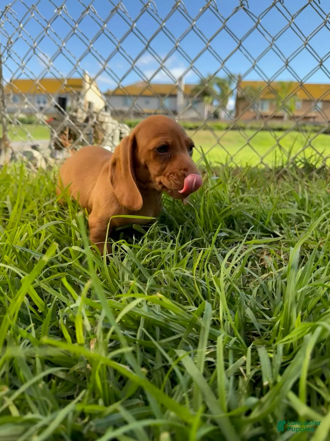 Miniature Dachshund dogs for sale: Toy Dachshund Female 3 - Ad 4