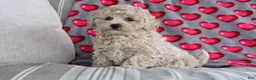 Shihpoo dogs for sale: Princess - Ad 2