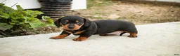Miniature Dachshund dogs for sale: CeCe - Ad 7