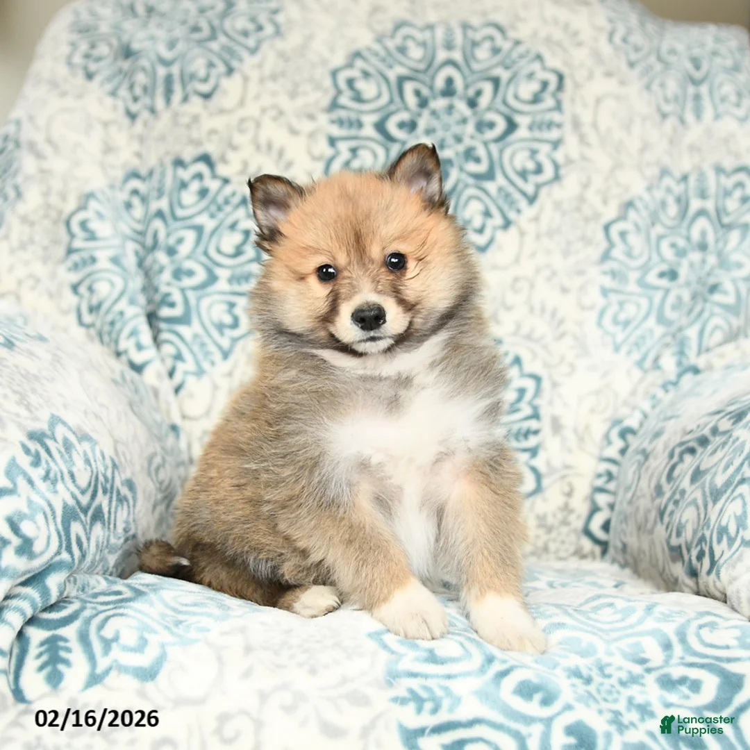 Mixed Breed dogs for sale: Lucky - Ad 1