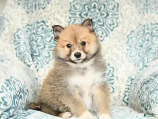 Mixed Breed dogs for sale: Lucky - Ad 3