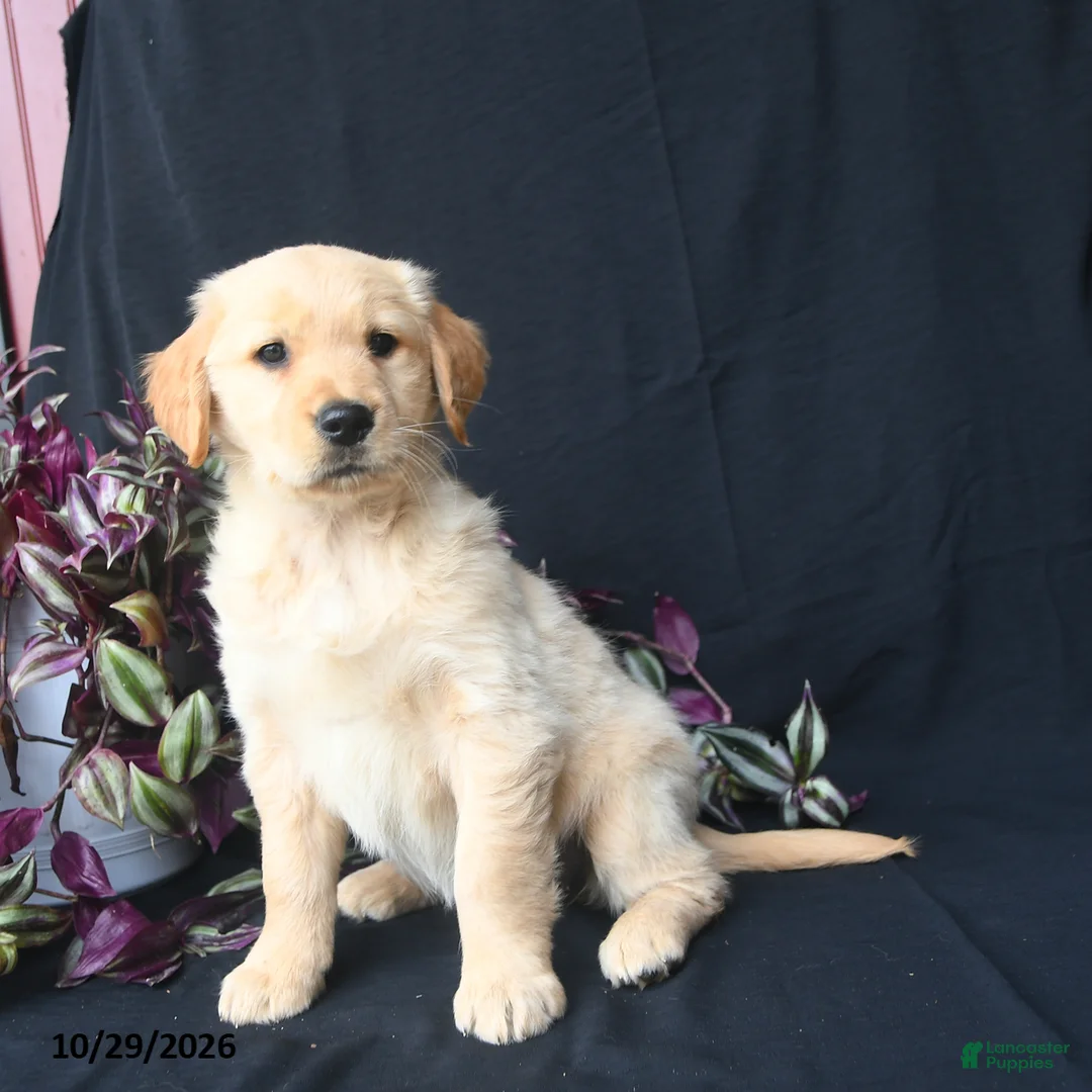 Golden Retriever dogs for sale: Pumpkin  - Ad 3