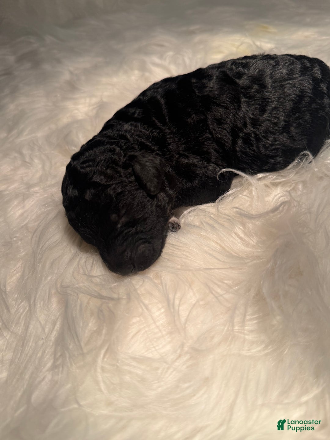 Standard Poodle dogs for sale: Standard Poodle Puppy 4 - Ad 9