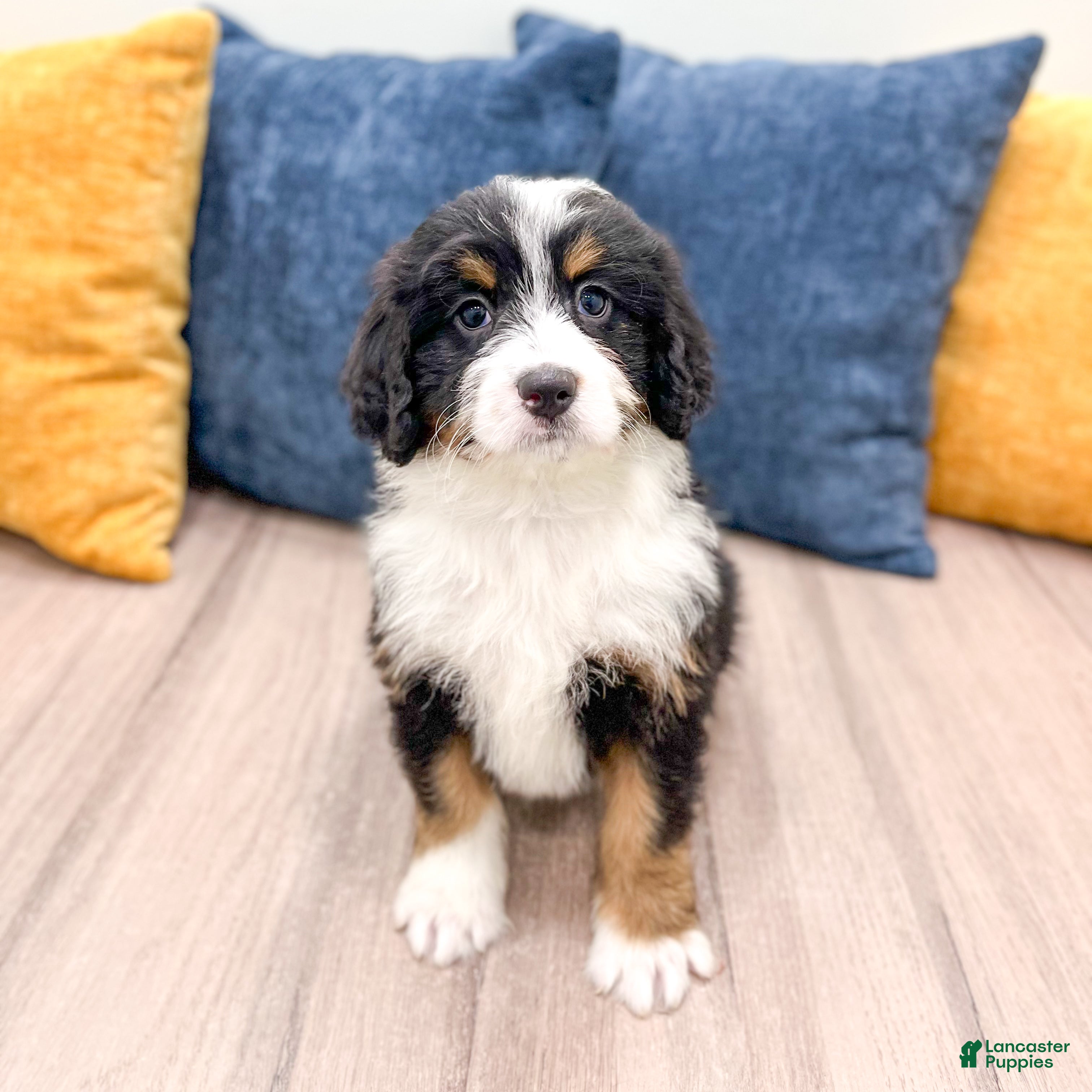 Bernedoodle dogs Boomer - Ad 1