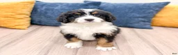 Bernedoodle dogs for sale: Boomer - Ad 1