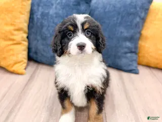 Bernedoodle dogs for sale: Boomer - Ad 1