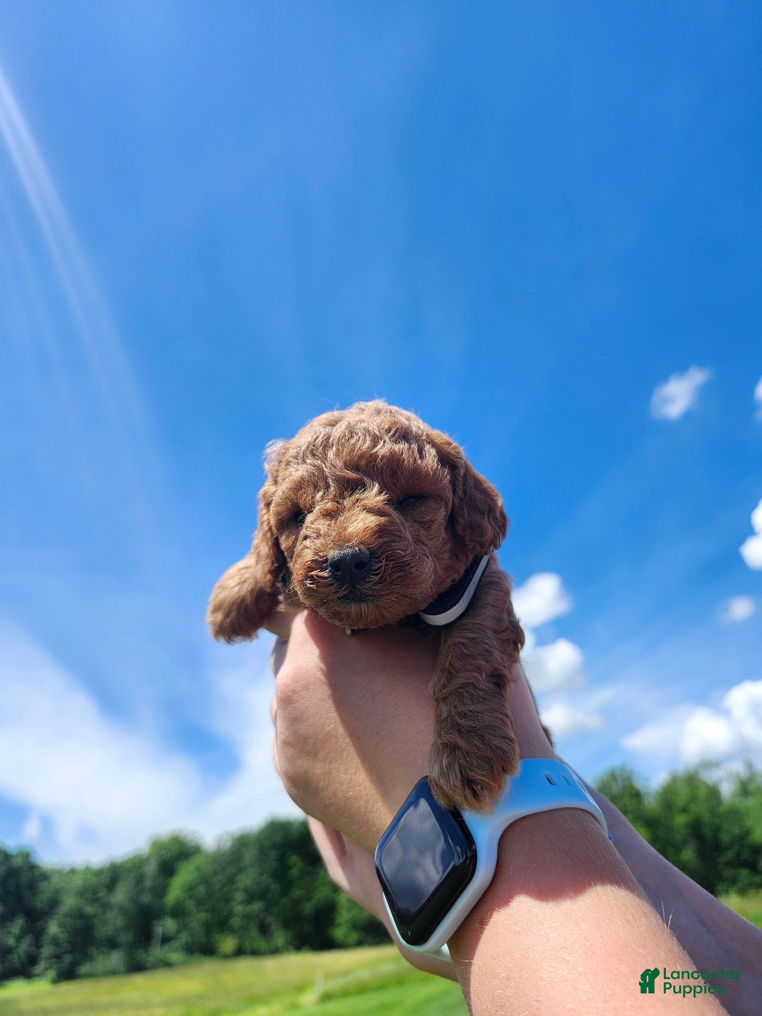 Standard Poodle dogs Violet  - Ad 2