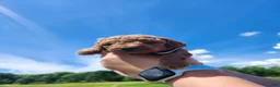 Standard Poodle dogs for sale: Violet  - Ad 2