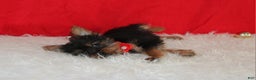Yorkshire Terrier dogs for sale: Donnie - Ad 2