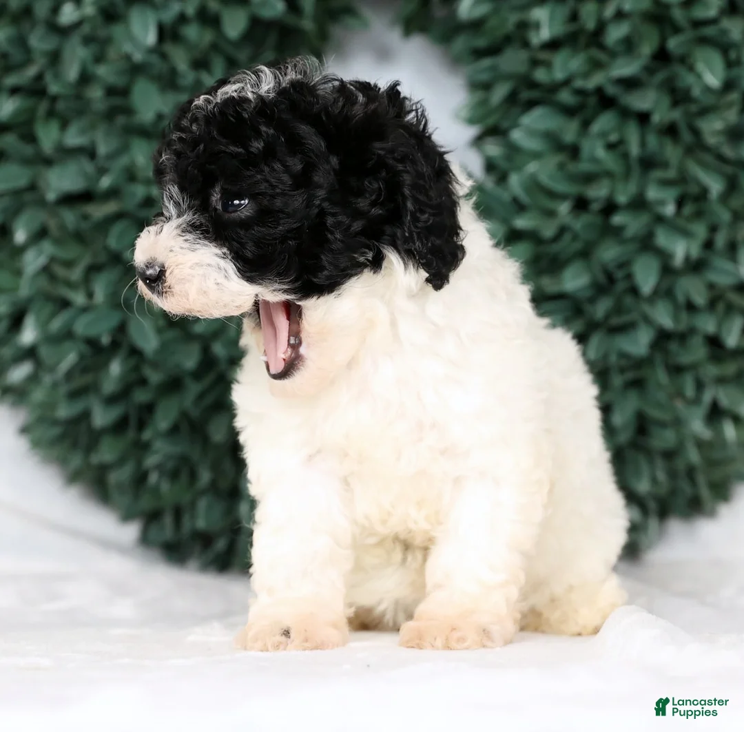 Havapoo dogs for sale: Lexie - Ad 8