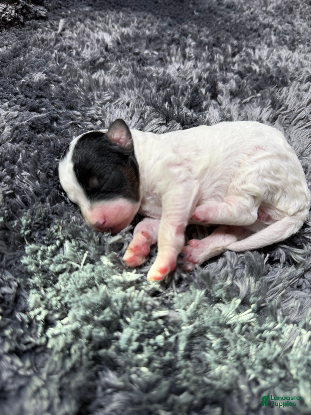 Miniature Poodle dogs for sale: Dottie - Ad 2