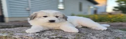 Great Pyrenees dogs for sale: Molly - Ad 7