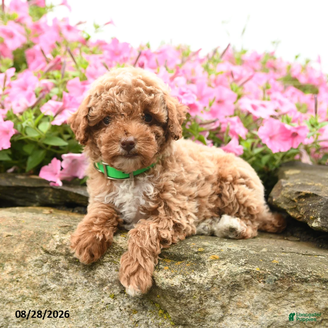 Miniature Poodle dogs for sale: Cinnamon Roll - Ad 2