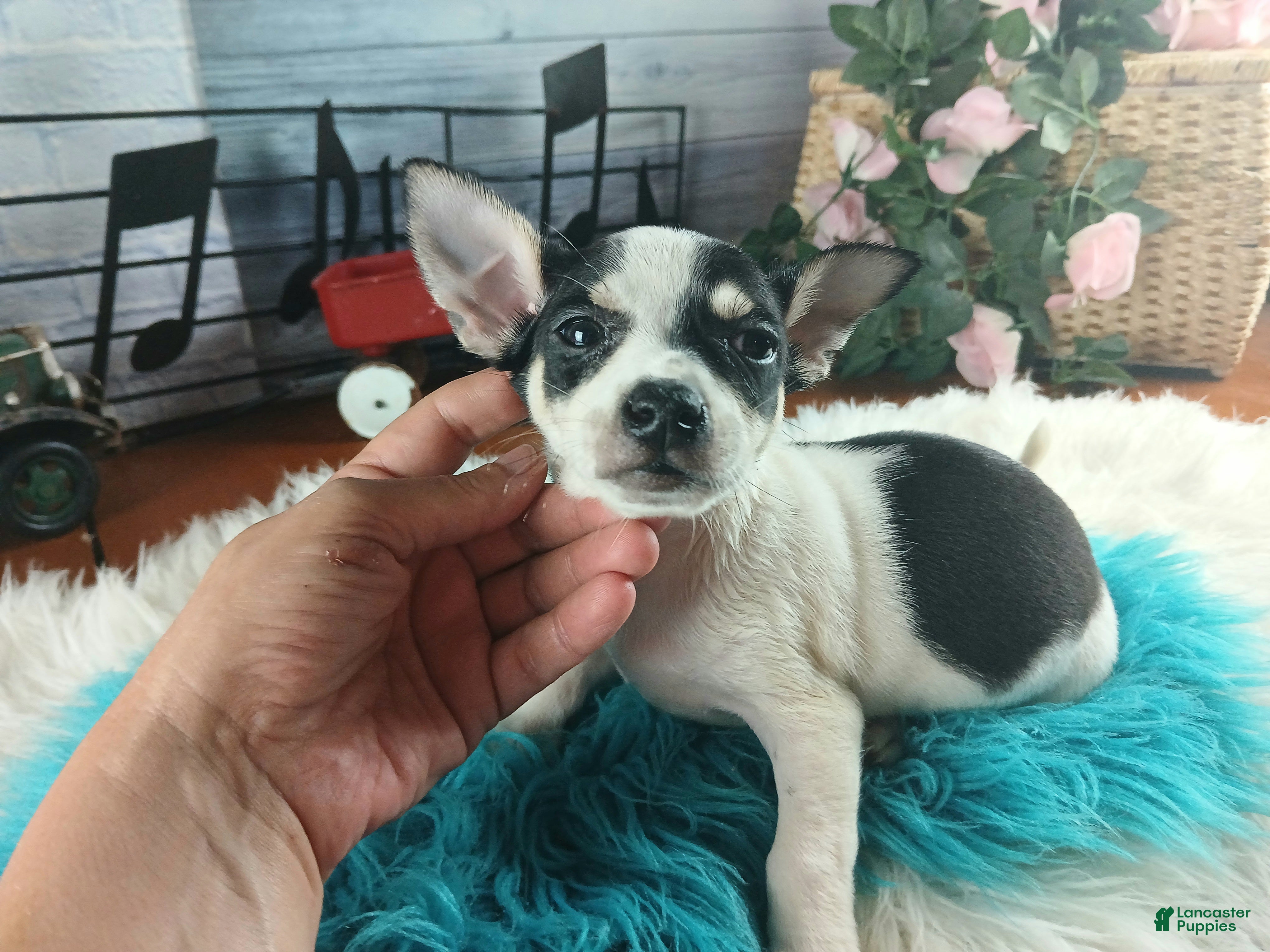 Chihuahua dogs White blk tri male Hand Delivery  - Ad 13
