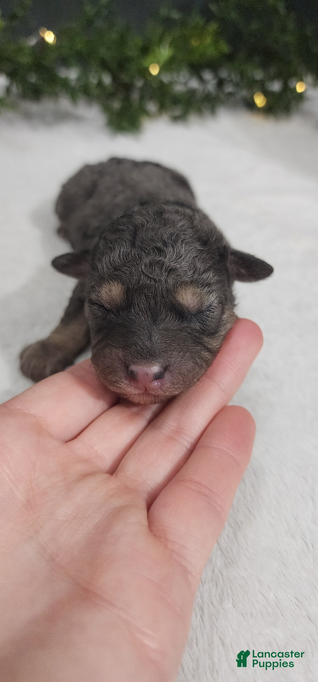 Miniature Poodle dogs for sale: Grace - Ad 5