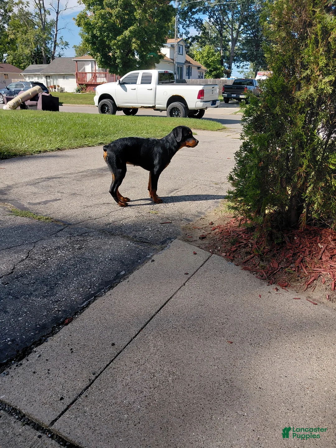Rottweiler dogs for sale: Minnie - Ad 1