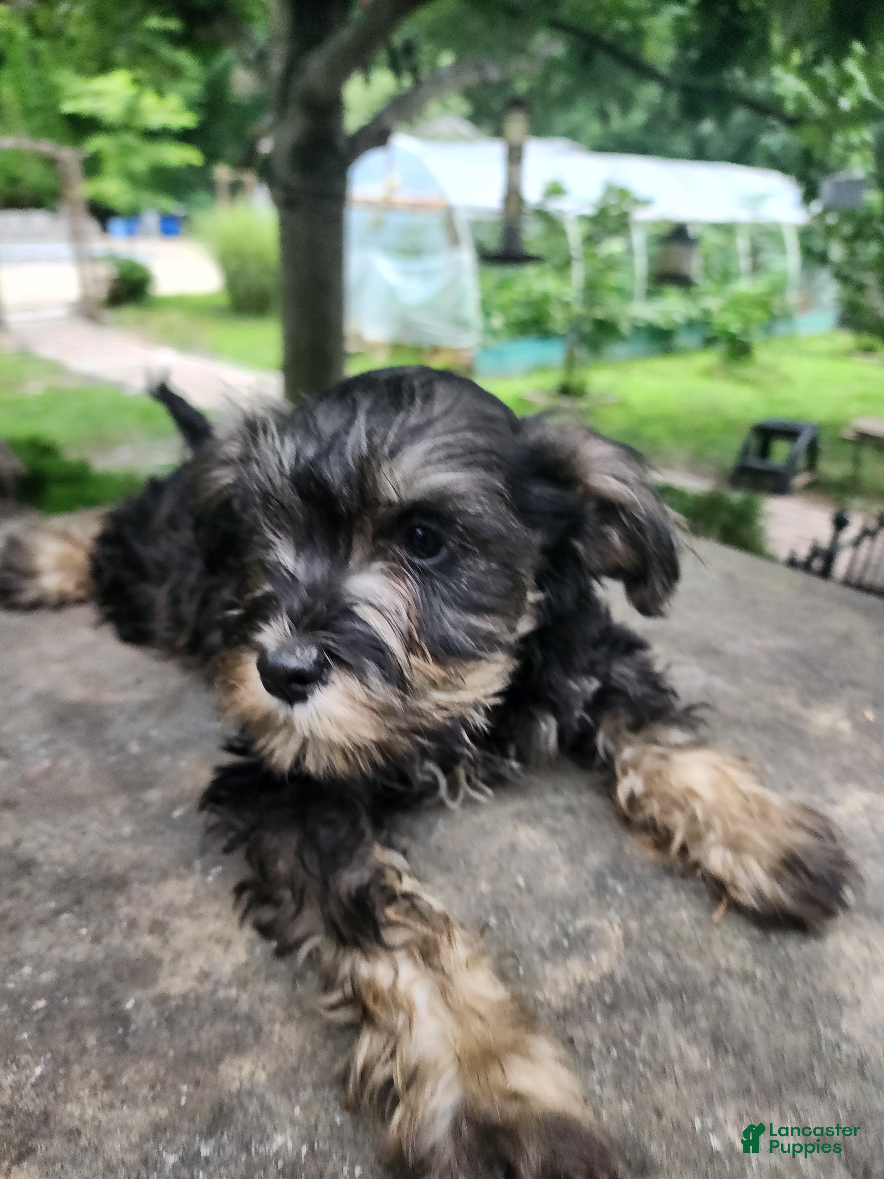 Miniature Schnauzer dogs Happy - Ad 2