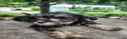 Miniature Schnauzer dogs for sale: Happy - Ad 2