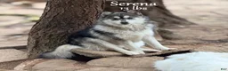 Mixed Breed dogs for sale: Mixed Breed 2 - Ad 3