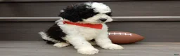 Cockapoo dogs for sale: Snoopy - Ad 4