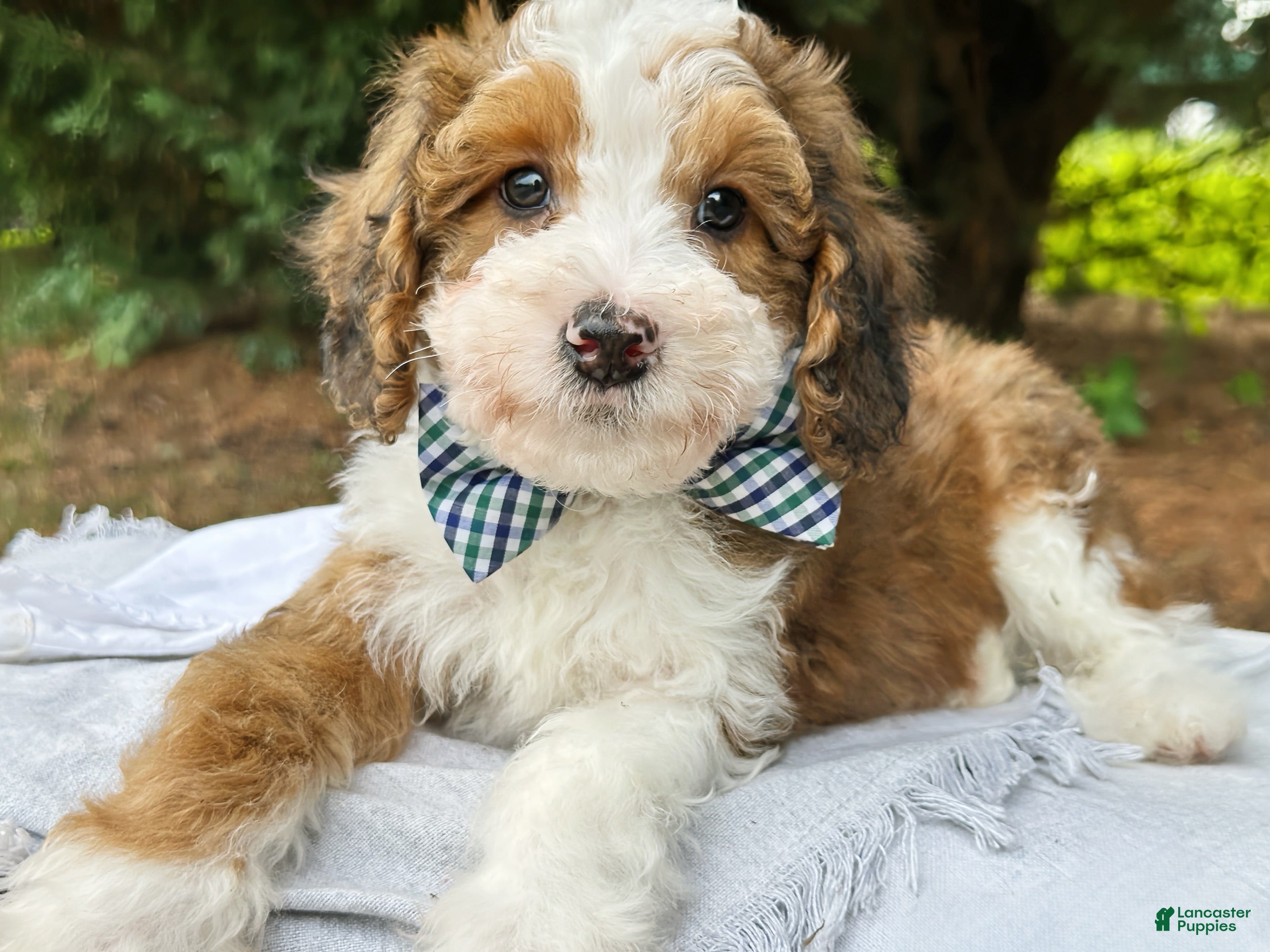 Mini Bernedoodle dogs Scout - Ad 2