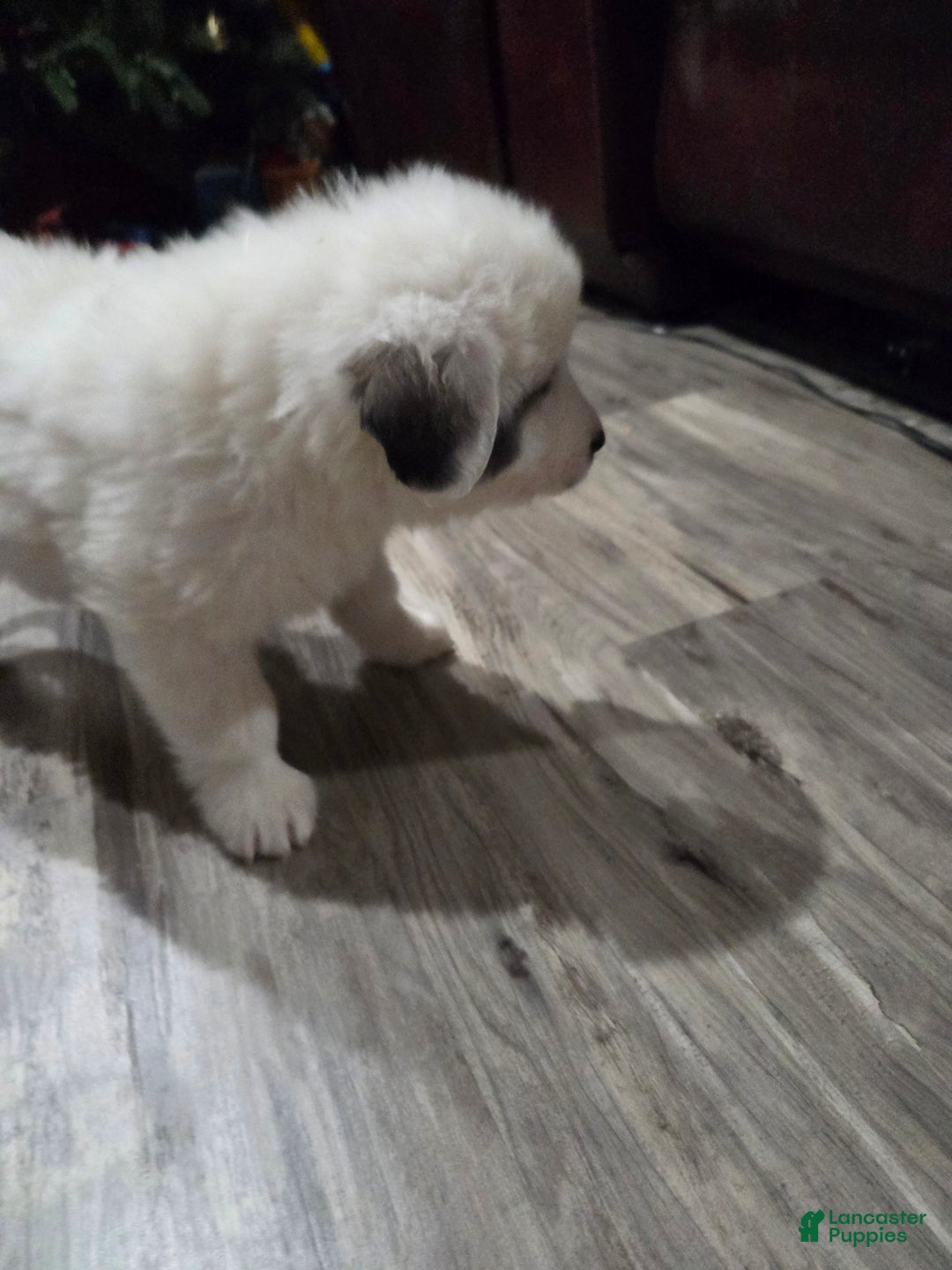 Great Pyrenees dogs for sale: Rita - Ad 9
