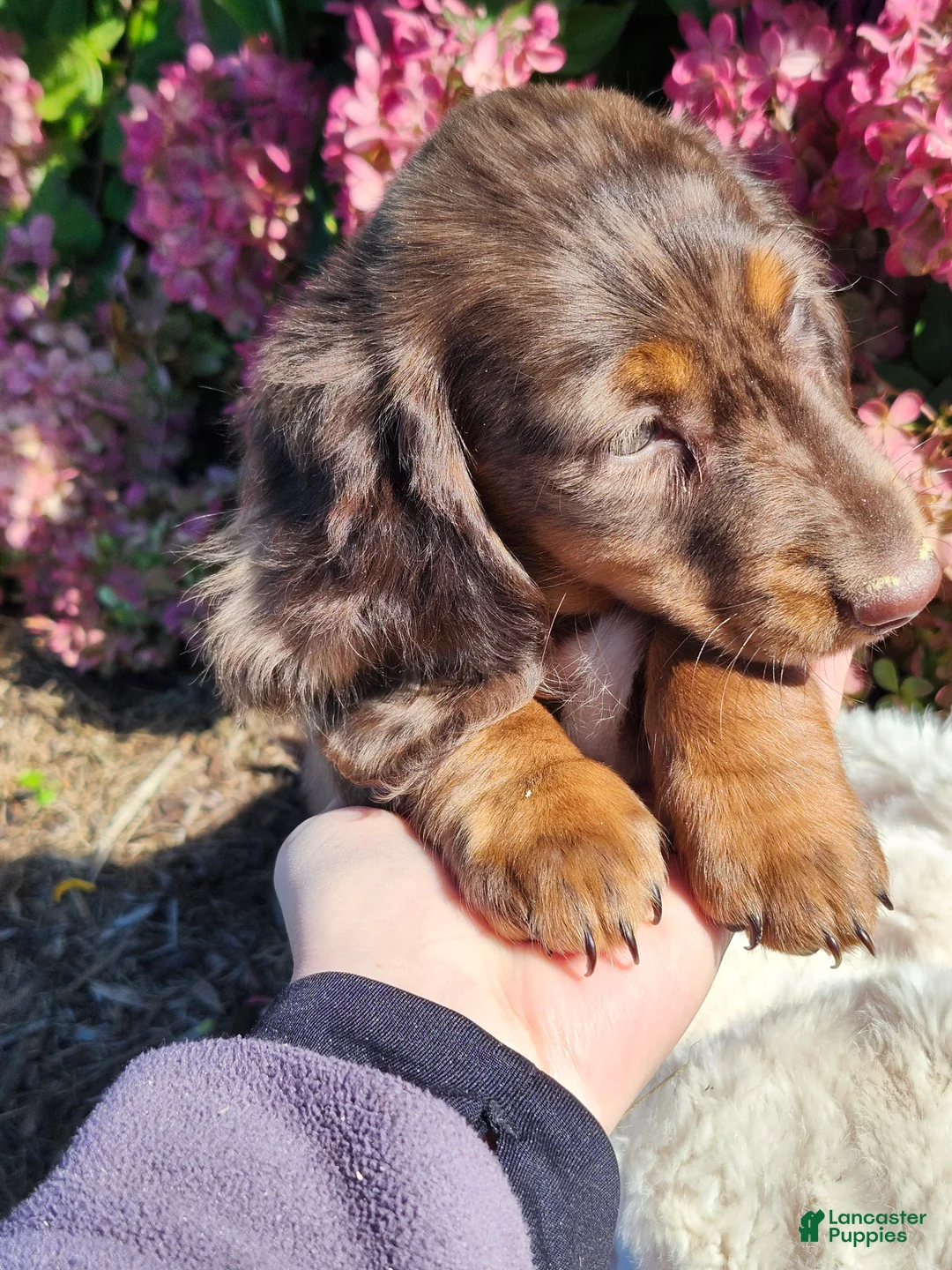 Miniature Dachshund dogs for sale: Espresso  - Ad 14