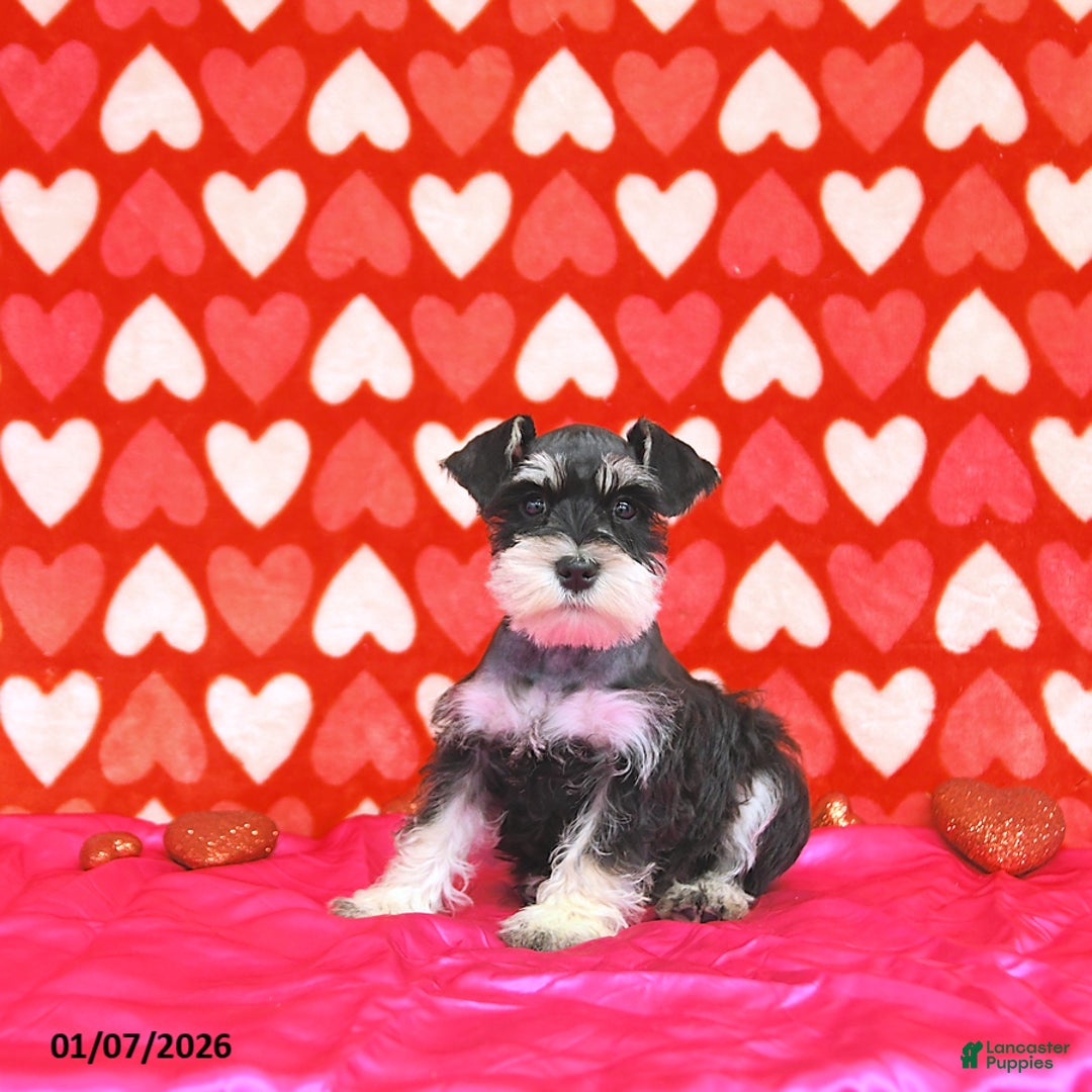 Miniature Schnauzer dogs for sale: Paris - Ad 5