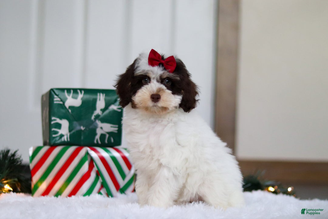 Mini Aussiedoodle dogs for sale: Sugary - Ad 3