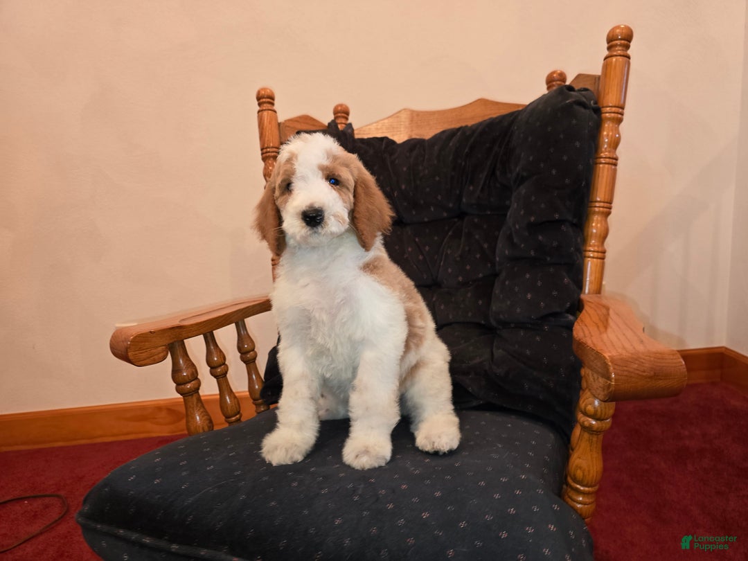 Standard Poodle dogs for sale: Bailey - Ad 1