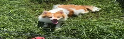Pomeranian dogs for sale: Pomeranian 1 - Ad 3