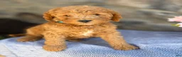 Goldendoodle dogs for sale: Maple - Ad 6