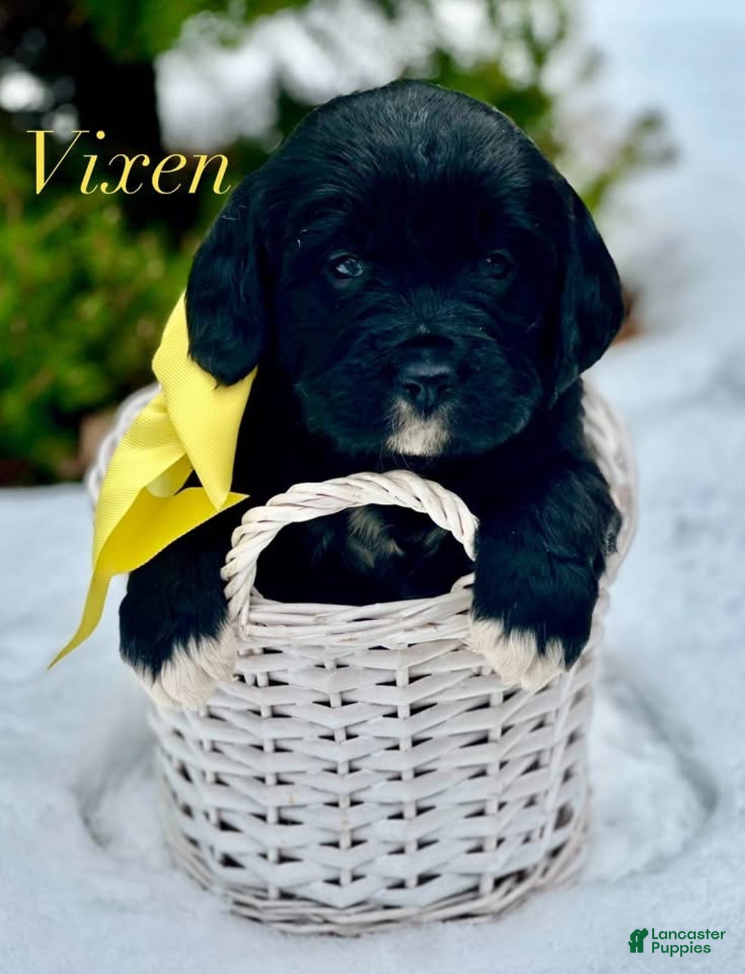 Mixed Breed dogs for sale: Vixen (Golden Mountain Doodle) - Ad 1