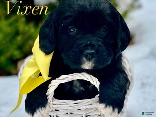 Mixed Breed dogs Vixen (Golden Mountain Doodle) - Ad 5