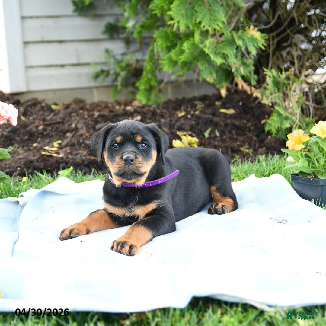 Rottweiler dogs for sale: Velvet - Ad 2
