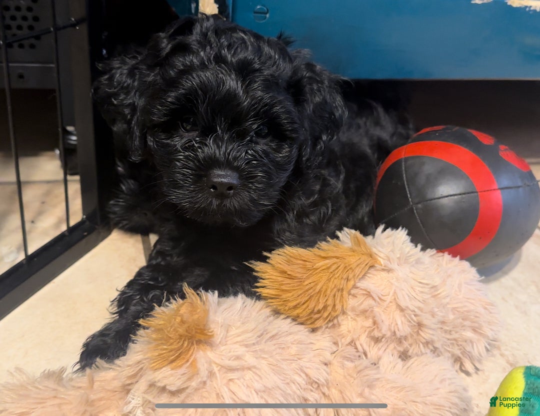 Mixed Breed dogs for sale: Mixed Breed Puppy 3 - Ad 3