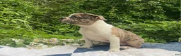 Frenchton dogs for sale: Mr.Pibb - Ad 2
