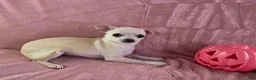 Chihuahua dogs for sale: Nana - Ad 3
