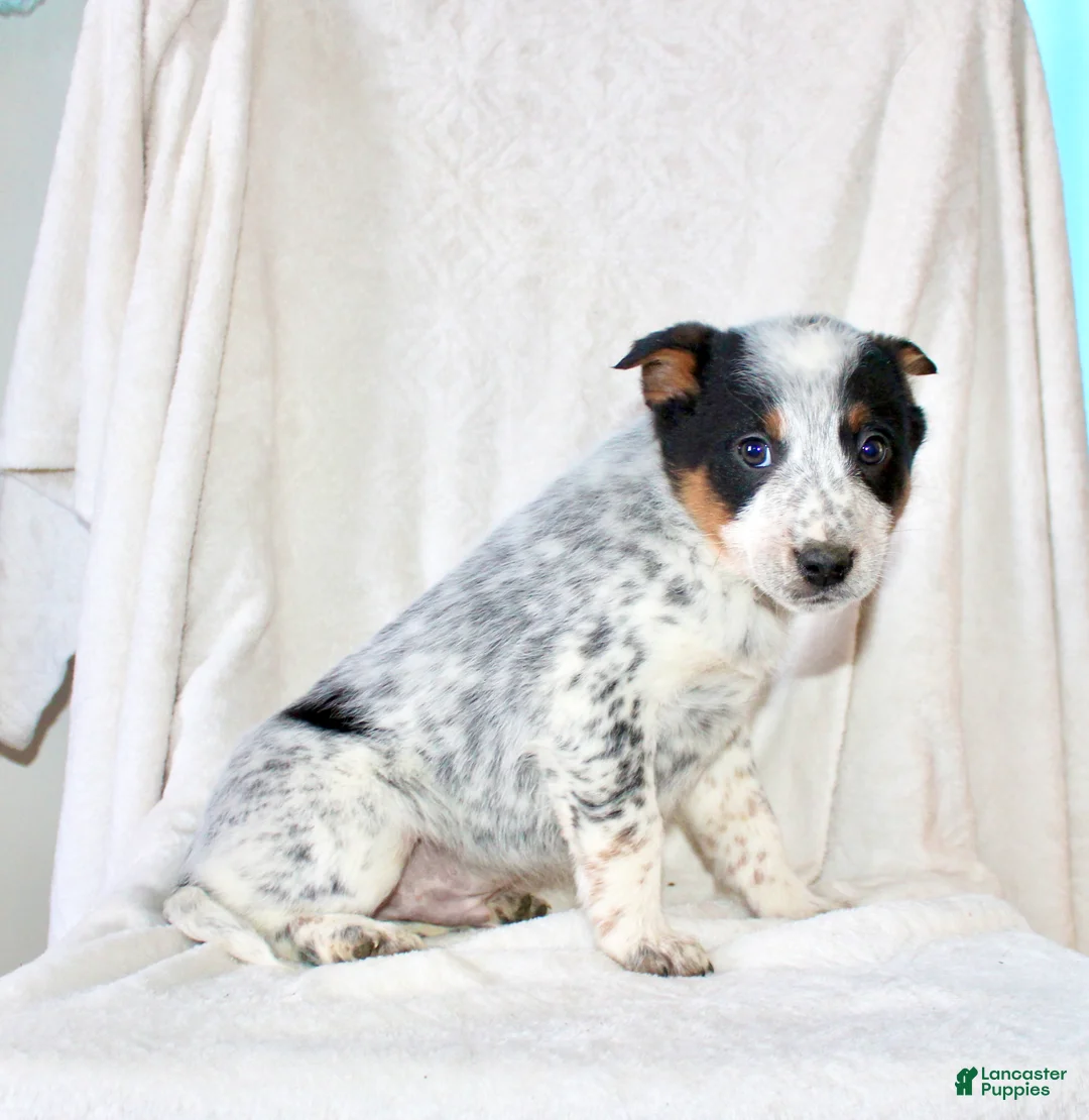 Australian Cattle Dog dogs for sale: Rocket  - Ad 5