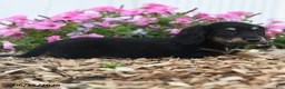 Miniature Dachshund dogs for sale: Ranger - Ad 4