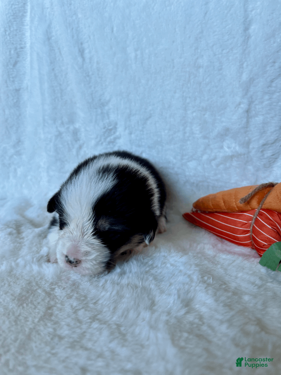 Welsh Corgi Pembroke dogs for sale: Welsh Corgi Pembroke Puppy 1 - Ad 2